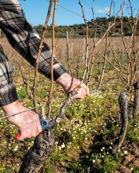 Winegrower pruning the vineyard with professional steel scissors. Traditional agriculture. Winter pruning, Guyot method.