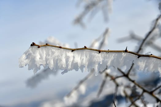 white snowy branch in freezing temperatures