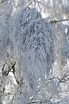 white snowy branch in freezing temperatures
