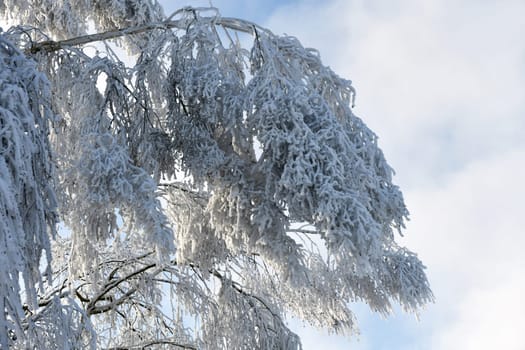 white snowy branch in freezing temperatures