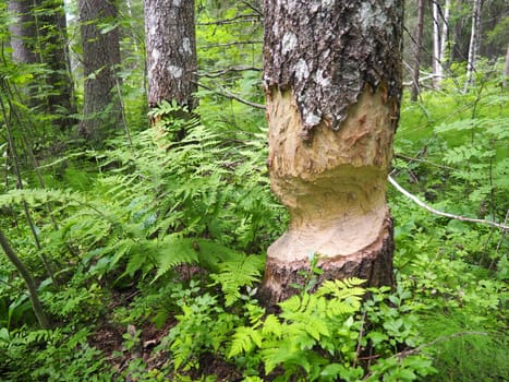 A tree gnawed by a beaver. Damaged bark and wood. The work of a beaver for the construction of a dam. Taiga, Karelia, Russia. Hunting and fishing. Life activity of European forest animals