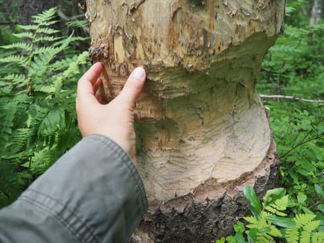 A tree gnawed by a beaver. Damaged bark and wood. The work of a beaver for the construction of a dam. Taiga, Karelia. Hunting and fishing. Vital activity of forest European animals. Woman's hand