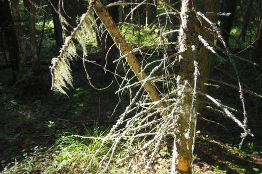 Taiga biome dominated by coniferous forests. Picea spruce, genus of coniferous evergreen trees in the Pine family Pinaceae. Russia, Karelia, Orzega. Dense forest. Terrible bowl. Wild deserted forest