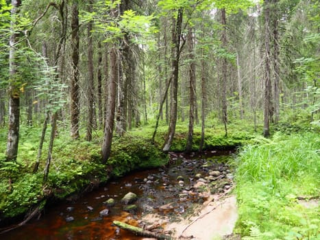 Taiga biome dominated by coniferous forests. Picea spruce, coniferous evergreen trees in the Pine family Pinaceae. Russia, Karelia. Forest river Orzega. Stone natural rapids, rusty ferruginous water