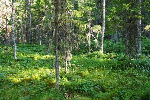 Taiga biome dominated by coniferous forests. Picea spruce, genus of coniferous evergreen trees in the Pine family Pinaceae. Russia, Karelia, Orzega. Dense forest. Terrible bowl. Wild deserted forest