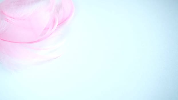 Pink and crimson feathers as a background. Light curved fluffy feathers. Flamingo plumage. Colored feathers. Theme of Love, St. Valentine's Day.
