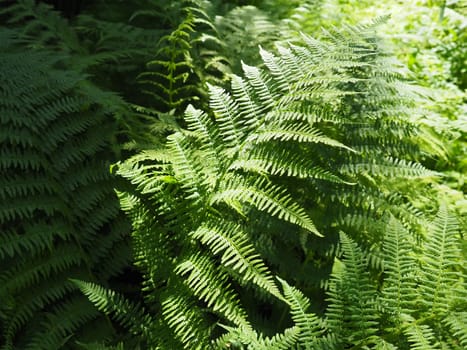 Fern-shaped plant in the forest. Beautiful graceful green leaves. Polypodiphyta, a department of vascular plants that includes modern ferns and ancient higher plants.