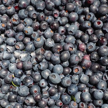 Blueberry, or Blueberry ordinary, or Blueberry myrrheal Vaccinium myrtillus, stunted shrub, family Heather. Fresh juicy first-class forest berries. Lots of blueberries, top view.