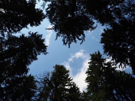 Old tall spruce trees. Spruce crown. Karelia's taiga forest. Trunks, branches and spruce needles against the blue sky.