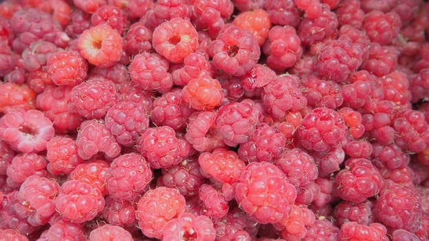 Raspberry background. Large, red, fresh, first-class berries of garden raspberries. Lots of raspberries. Common raspberry Rubus idaeus - semi-shrub, species of the genus Rubus of the family Rosaceae.