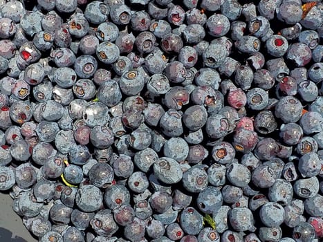 Blueberry, or Blueberry ordinary, or Blueberry myrrheal Vaccinium myrtillus, stunted shrub, family Heather. Fresh juicy first-class forest berries. Lots of blueberries, top view.