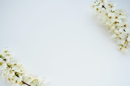 Bird cherry, cherry or sweet cherry flowers on a white background. Copy space for text. Spring flowers on a plain white sheet of paper. Two branches with flowers along the edges diagonally