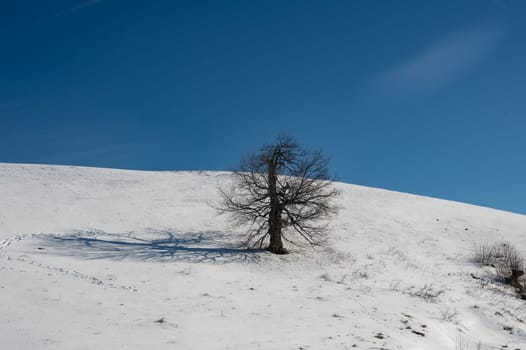 A bare tree in the sunlight, casting a long shadow on a hillside in winter with lots of snow