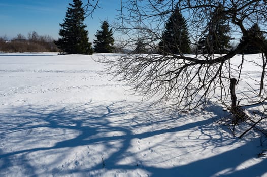 Fir trees in winter with lots of snow and blue sky, branches of a bare tree with shadows in the foreground, in the High Rhoen, Hesse, Germany