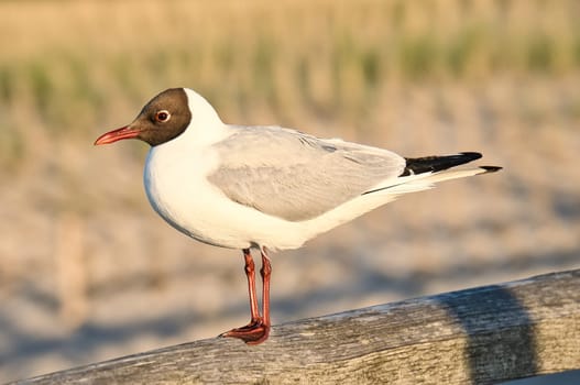 Laughing gull stands pier on the Baltic Sea by the sea. The bird looks into the sunset. The plumage in white and black. Animal photo of seagulls on the coast