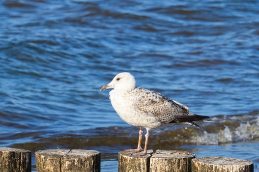 seagull stands on a groyne that juts into the Baltic Sea into the sea. The bird looks into the sunset. The plumage in white and black. Animal photo of seagulls on the coast