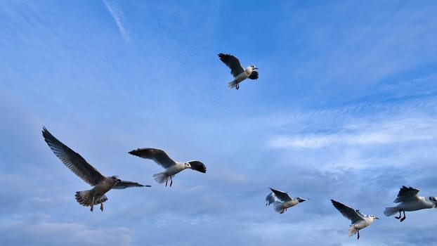 Seagulls in flight in the sky above the Baltic Sea by the sea. Blue sky with light veil clouds. gray white plumage at bird. Dynamic shot. Animal photo from the coast