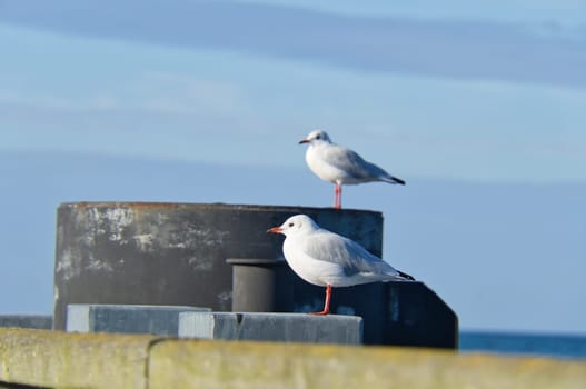 Seagull on the jetty at the Baltic Sea by the sea. The bird looks into the sunset. The plumage in white and gray black. Animal photo of seagulls on the coast