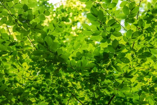 Green tree leaves in sunlight, sunny spring day in the park