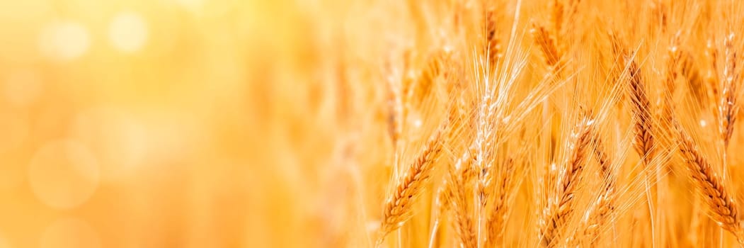 Sunny golden wheat field, ears of wheat close up background