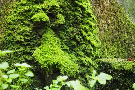 Banja Koviljaca, Loznica, Serbia. Ruins of a building. Rock or concrete damp wall covered with bright green moss. Bryophytes, or Mosses, Real mosses, Bryophyta, department of higher plants.