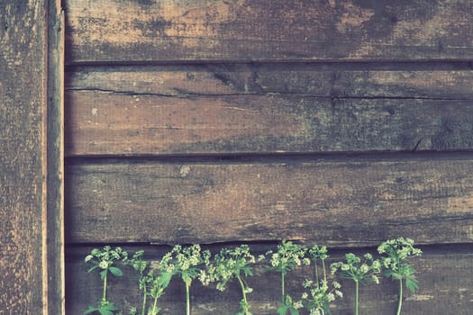 White wild flowers on a wooden background. Parsley and celery flowers are laid out below on an old rustic table. Postcard in Provence style. Summer natural background. Umbelliferae, or Celery Apiaceae