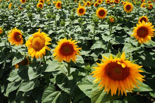 Agricultural sunflowers field. The Helianthus sunflower is a genus of plants in the Asteraceae family. Annual sunflower and tuberous sunflower. Blooming bud with yellow petals. Furry leaves. Serbia