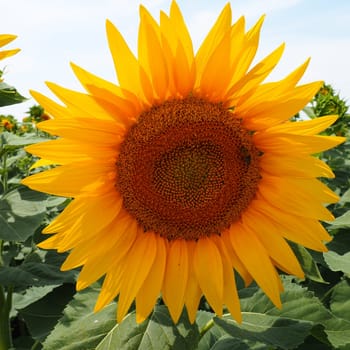 The Helianthus sunflower is a genus of plants in the Asteraceae family. Annual sunflower and tuberous sunflower. Agricultural field. Blooming bud with yellow petals. Furry leaves One big flower