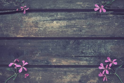 inflorescence of pink ivy geranium on a wooden background. Four beautiful inflorescence of pink ivy geranium are laid out on the table in the corners. Copy space. Free space for text. Postcard layout