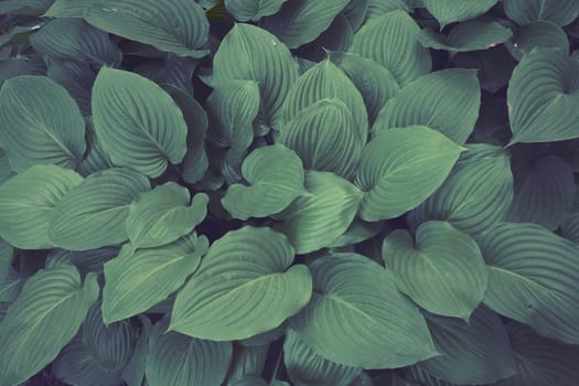 Hosta, a genus of perennial herbaceous plants of the Asparagus family. Horticulture and landscape design. Shade-tolerant ornamental deciduous plants. Green leaves with water drops
