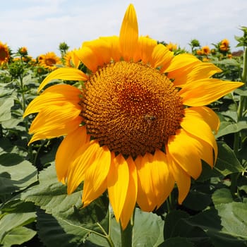 The Helianthus sunflower is a genus of plants in the Asteraceae family. Annual sunflower and tuberous sunflower. Agricultural field. Blooming bud with yellow petals. Furry leaves One big flower. A bee