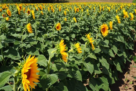 Agricultural sunflowers field. The Helianthus sunflower is a genus of plants in the Asteraceae family. Annual sunflower and tuberous sunflower. Blooming bud with yellow petals. Furry leaves. Serbia