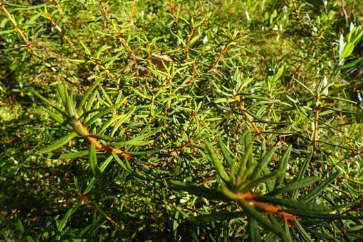 Marsh rosemary Ledum palustre is a plant species from the Ledum genus of the Heather family Ericaceae. Rhododendron tomentosum. Popular names: bagno, fragrant bagun, marsh madness, swamp.