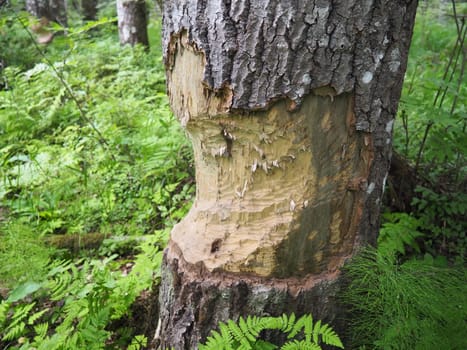 A tree gnawed by a beaver. Damaged bark and wood. The work of a beaver for the construction of a dam. Taiga, Karelia, Russia. Hunting and fishing. Life activity of European forest animals