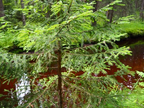 Taiga biome dominated by coniferous forests. Picea spruce, genus of coniferous evergreen trees in the Pine family Pinaceae. Russia, Karelia, Orzega. Dense forest. Terrible bowl. Wild deserted forest