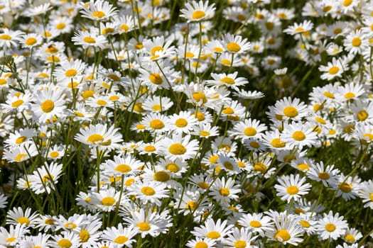 Ox-eye Daisy (Leucanthemum vulgare) in garden - close up