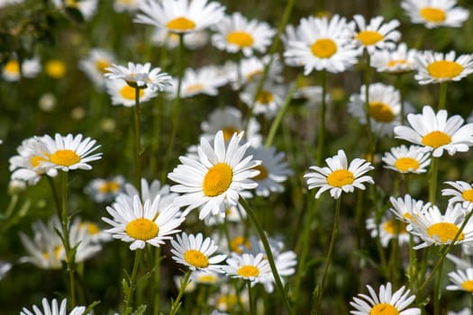 Ox-eye Daisy (Leucanthemum vulgare) in garden - close up