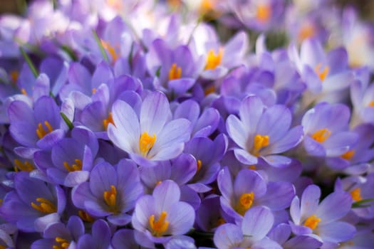 crocus flowers in the garden -  spring flowers - soft focus