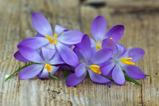 crocus - one of the first spring flowers on wooden background