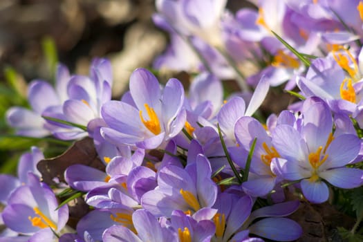 crocus flowers in the garden -  spring flowers - soft focus