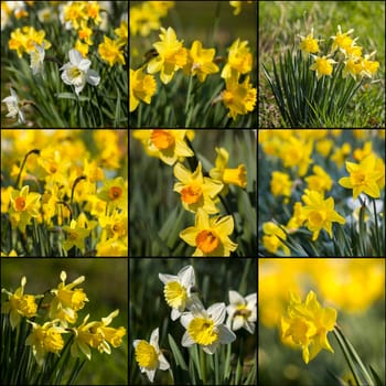 The daffodil, Narcissus pseudonarcissus, narcissus flowers in a park, springtime - collage