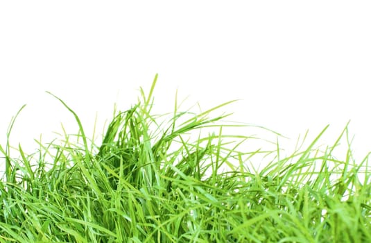 Isolated fresh green grass background for spring or easter
