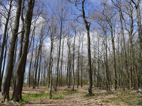 spring forest, tall trees bare without leaves, first green grass landscape