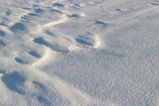 textured white snow illuminated by low winter sun, long shadows