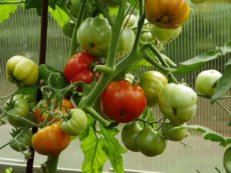 Tomatoes ripe redder and not ripe green on a branch in a greenhouse