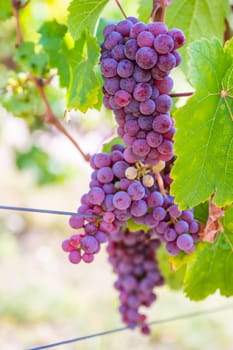 Close-up Purple grapes hang on a vine plant in a wine country during autumn