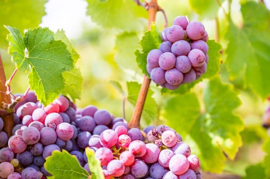 Close-up Purple grapes hang on a vine plant in a wine country during autumn
