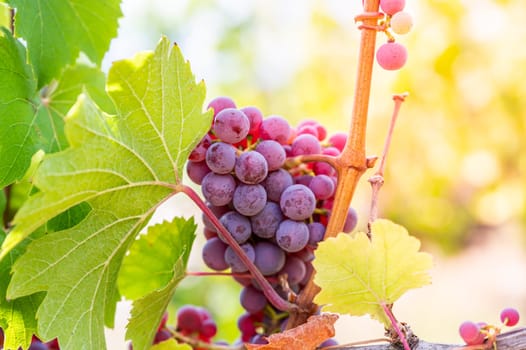 Close-up Purple grapes hang on a vine plant in a wine country during autumn, sunlight