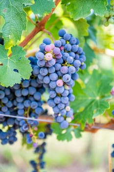 Blue fresh bunch of grapes hang on a vine plant in September before harvest