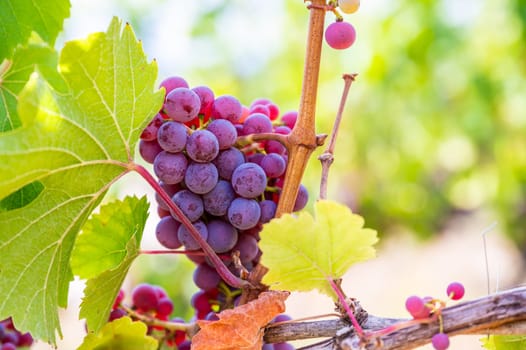 Close-up Purple grapes hang on a vine plant in a wine country during autumn